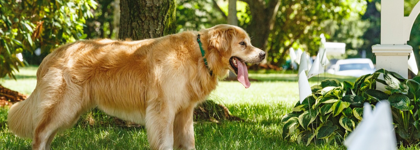 DogWatch of So. Maine, North Yarmouth, Maine | Outdoor Hidden Dog Fences Slider Image