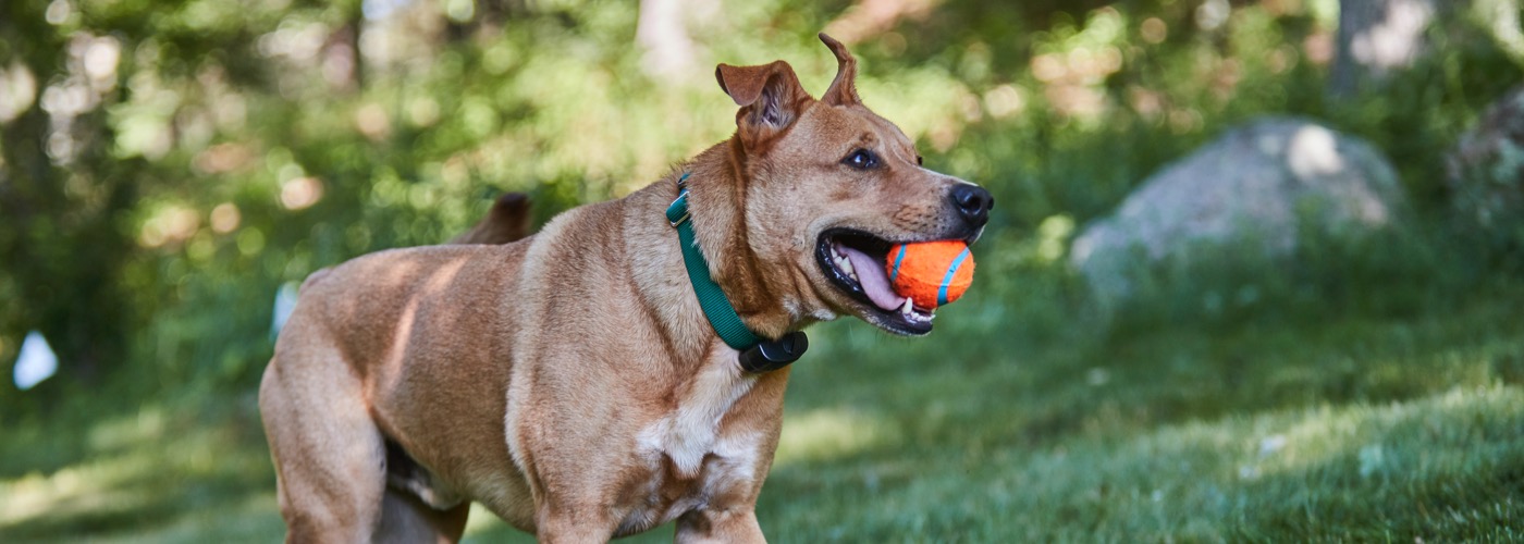 DogWatch of So. Maine, North Yarmouth, Maine | ProFenceX Slider Image